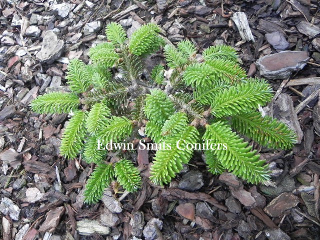 Abies delavayi 'Numogne Hai' (W.B. 1)